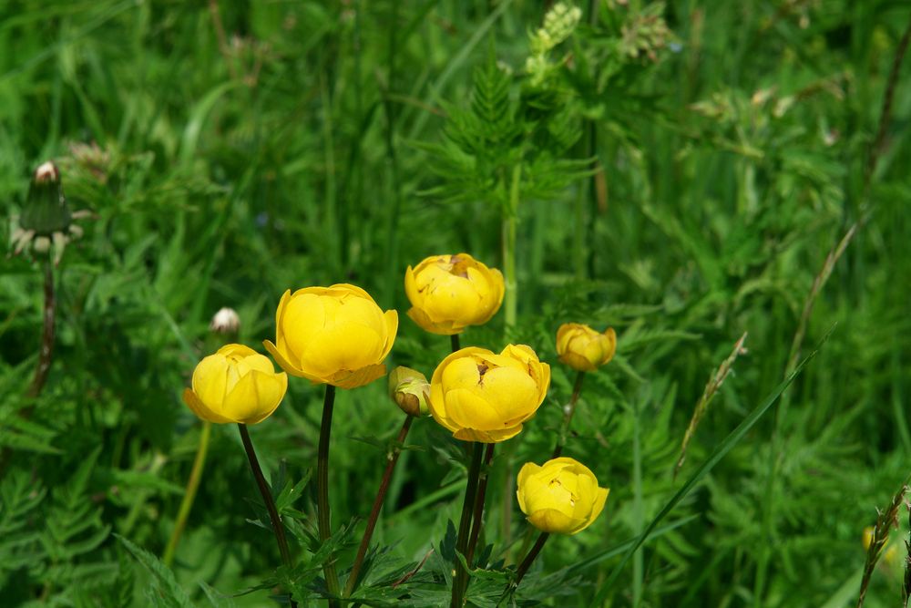 und hier 'mal zur Abwechslung ein Blumenfoto v. mir ..,