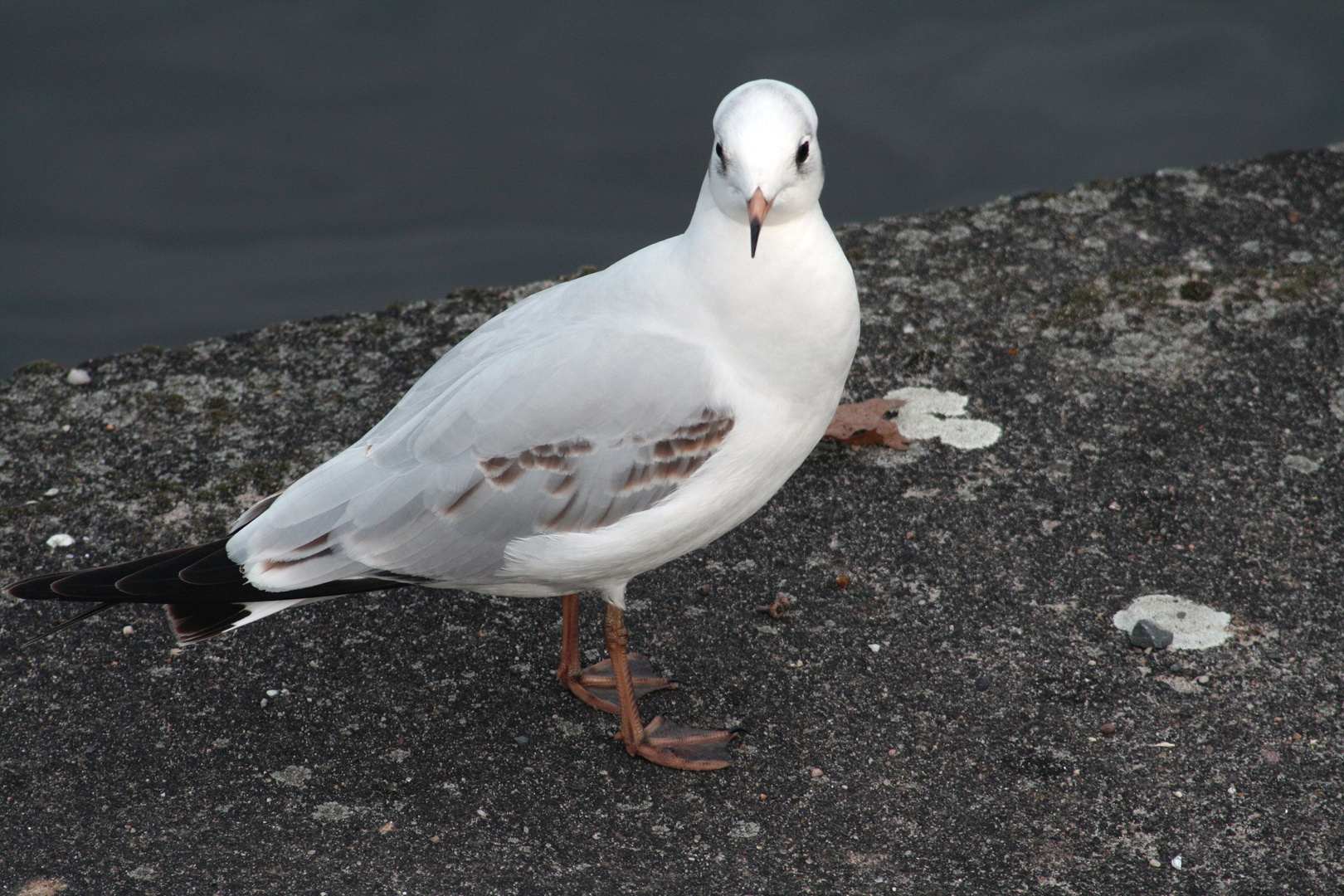 und hier ´ne möwe