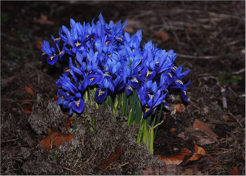 Und hier noch ein Sonntagsblümchen für euch