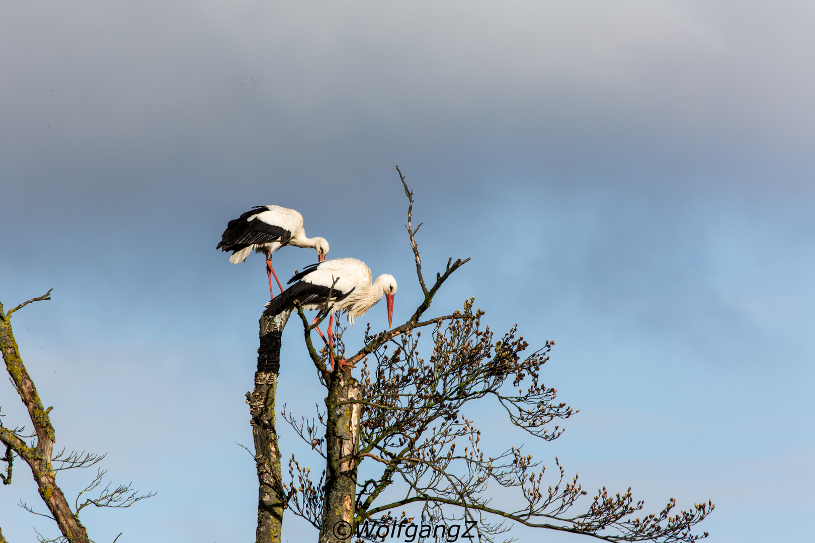 und hier soll das Nest hin