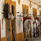 und hier warten die Pferde aufs Anspannen....ebenfalls Heeresgestüt in Jerez