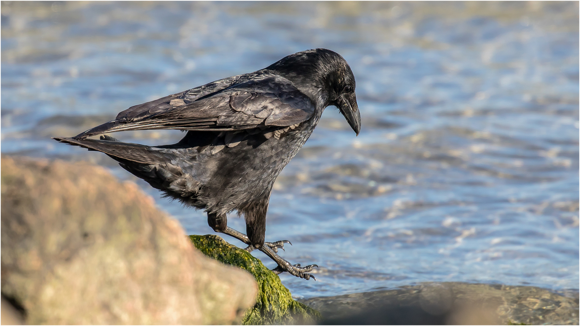 und hopps.. Foto & Bild | tiere, wildlife, wild lebende vögel