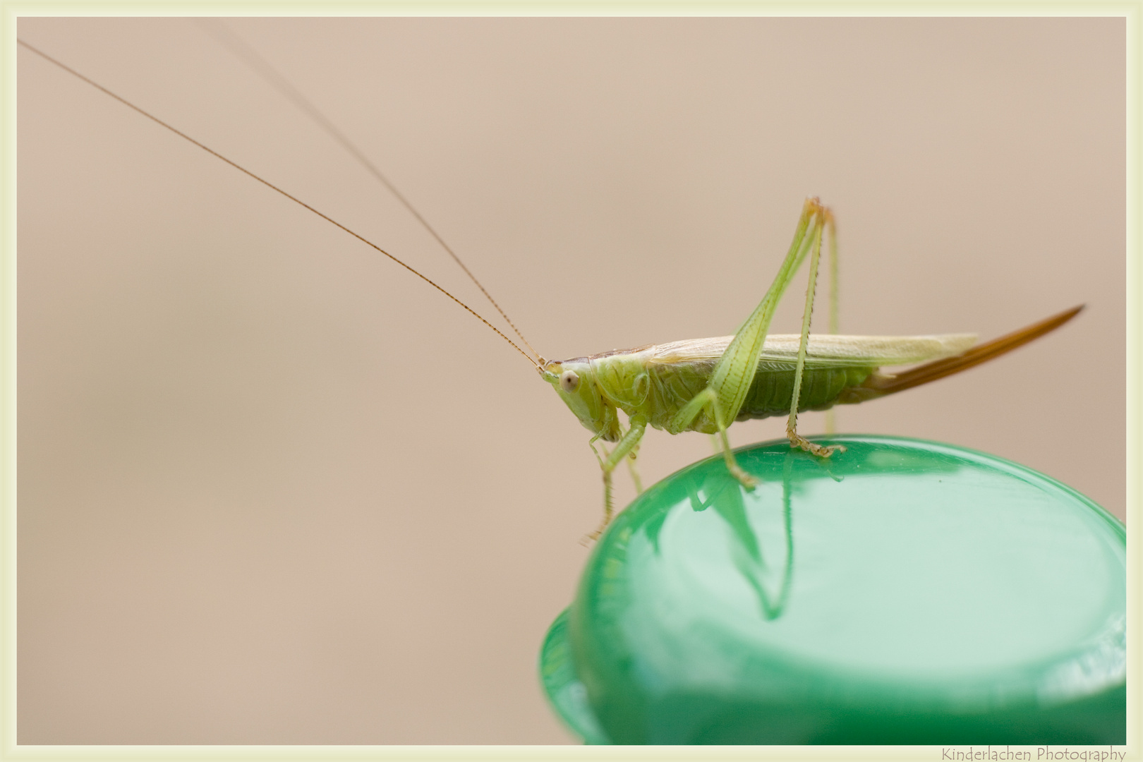 und hüpf kleiner Freund