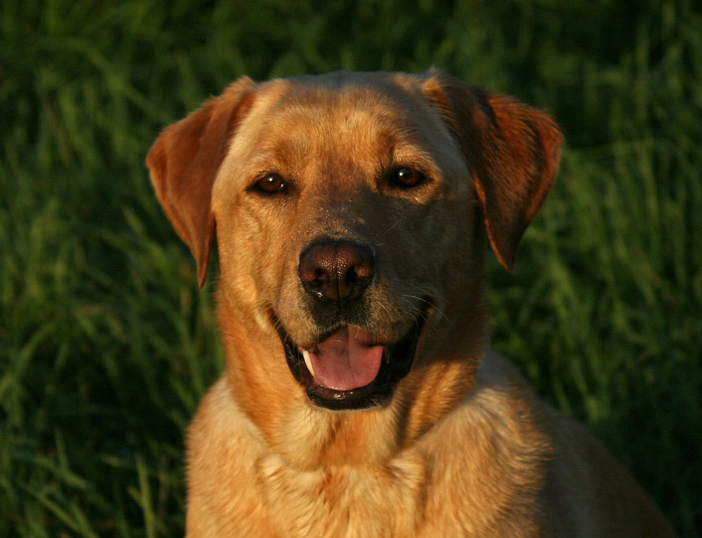 ...und Hunde können doch lachen!