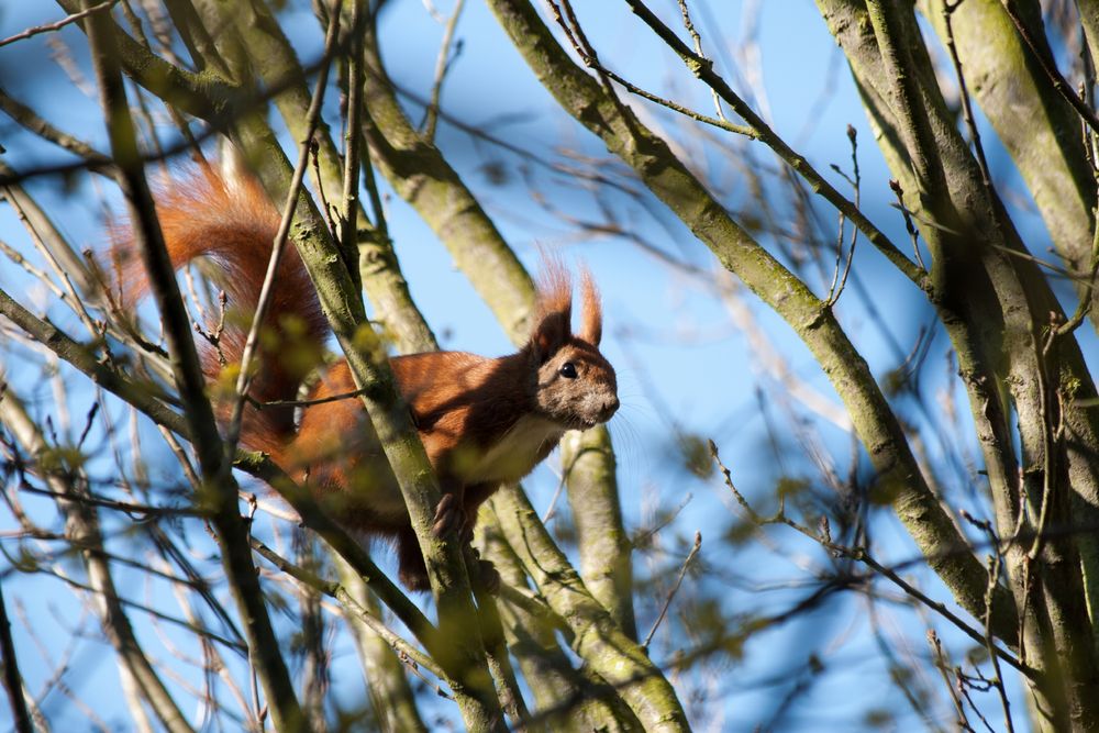 Und husch .... zum nächsten Baum