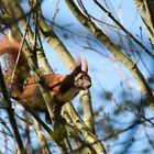 Und husch .... zum nächsten Baum