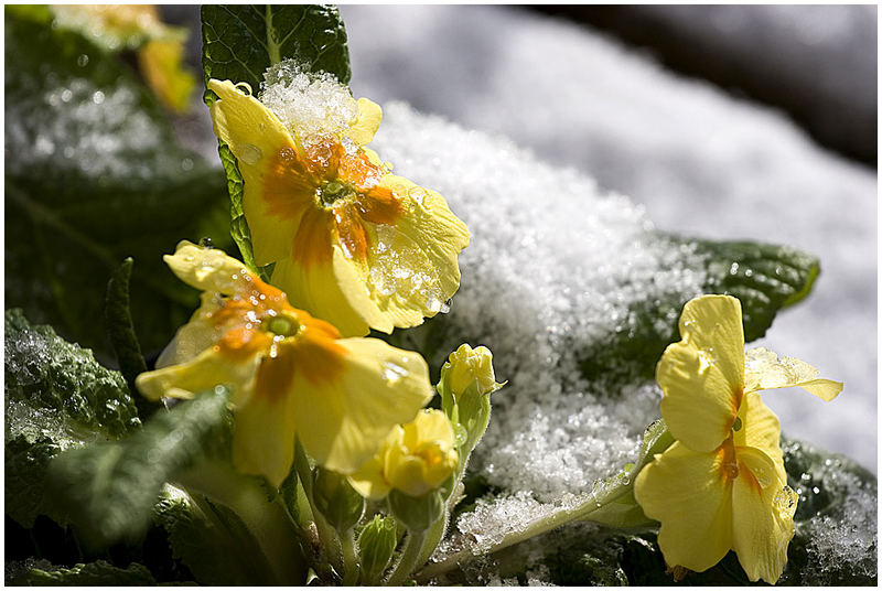 ...und ich dachte der Frühling kommt...