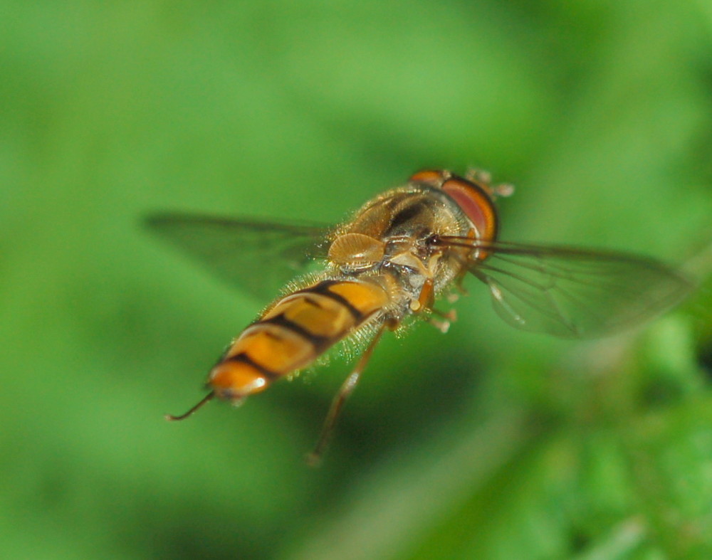 Und ich flieg flieg flieg, wie ein Flieger so hoch