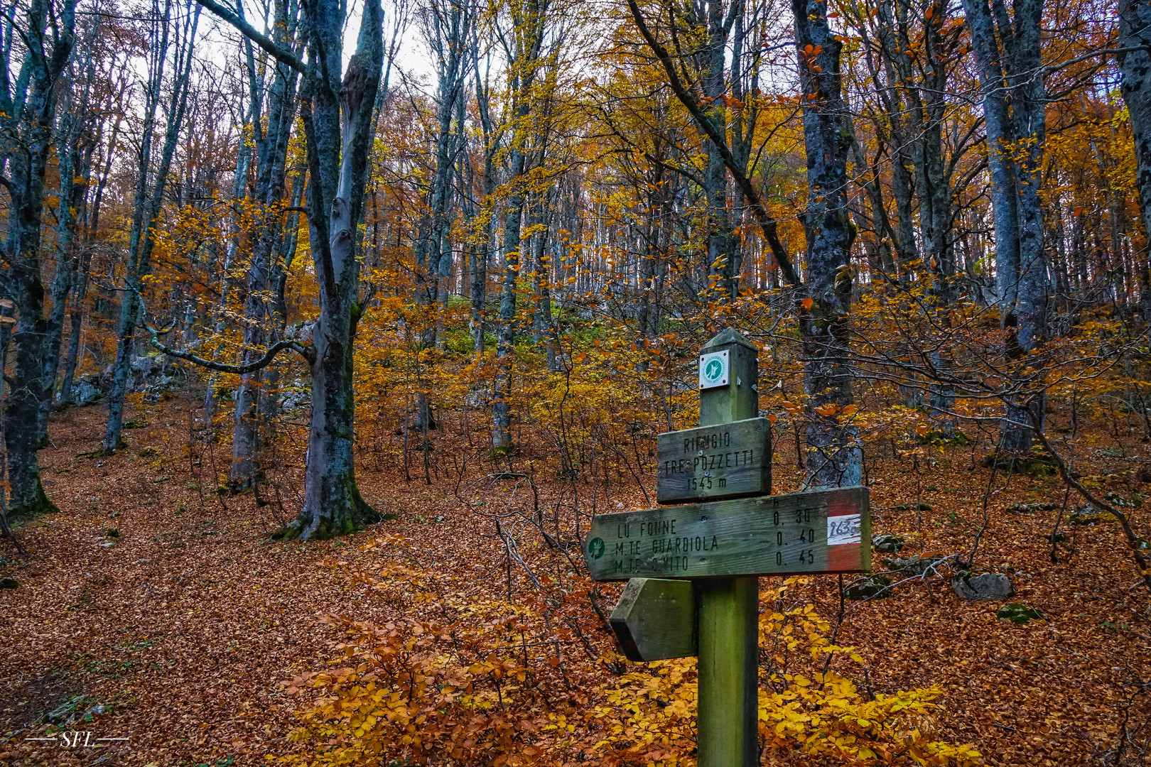 Und ich gehe in den Wald