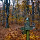 Und ich gehe in den Wald