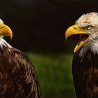 Und ich gehe jetzt fotografieren ob es Dir passt oder nicht