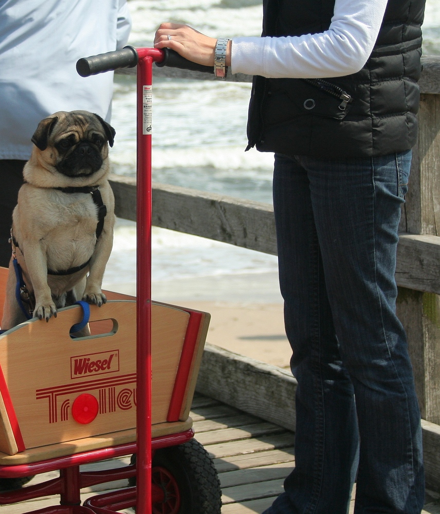 ...und ich glaubte schon, es wäre ein Mops ..! ;-)