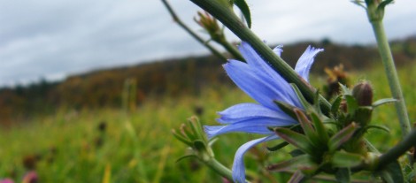 und ich sah diese eine Blume...so einsam und doch so wunderschön.