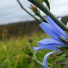 und ich sah diese eine Blume...so einsam und doch so wunderschön.