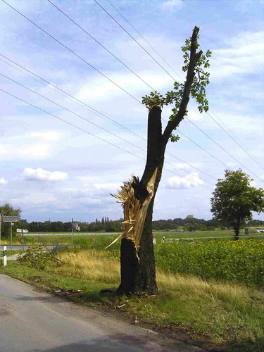 ...und ich war einmal ein richtiger Kastanienbaum :-(