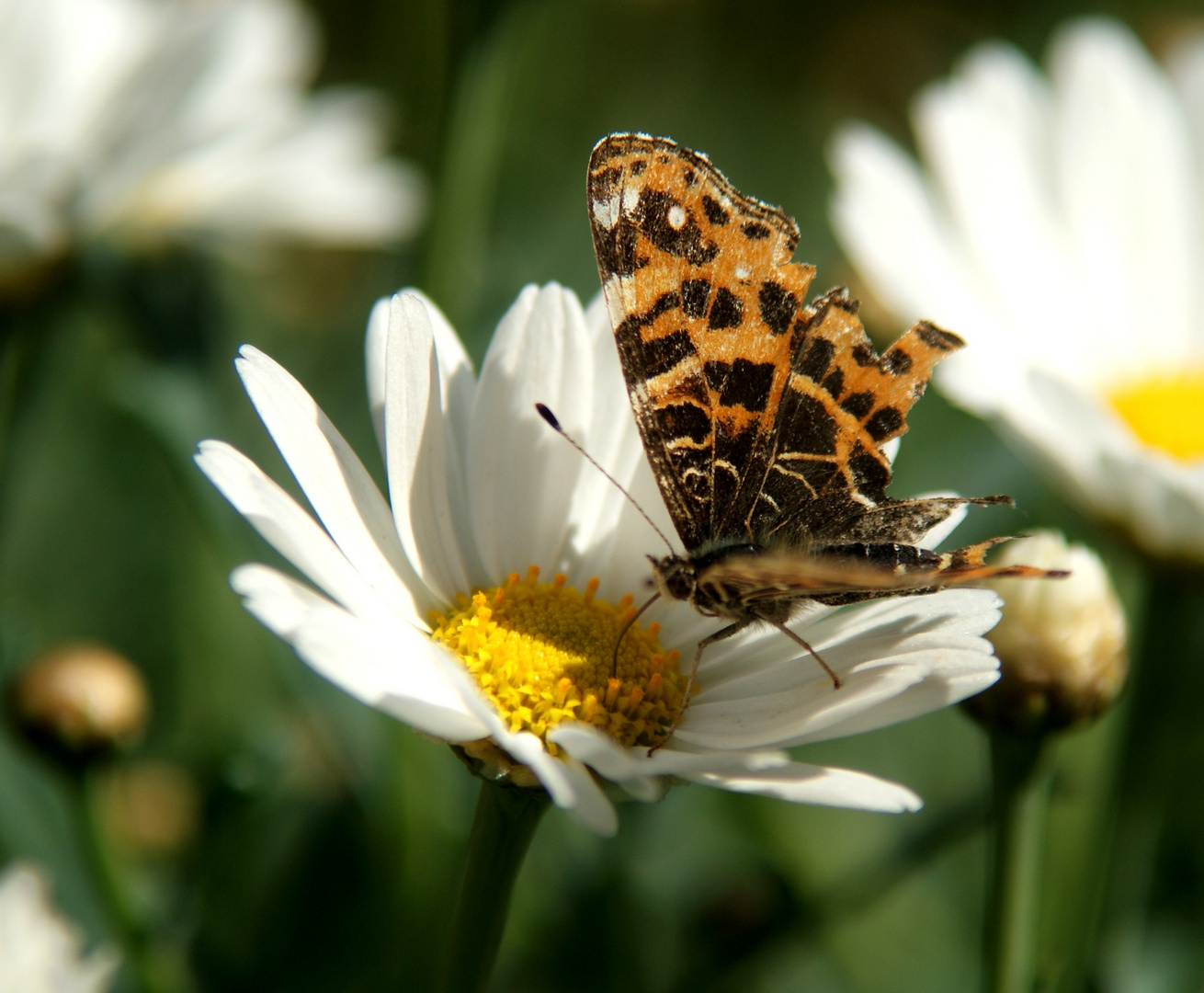 Und ich wart' mal wieder auf den Frühling