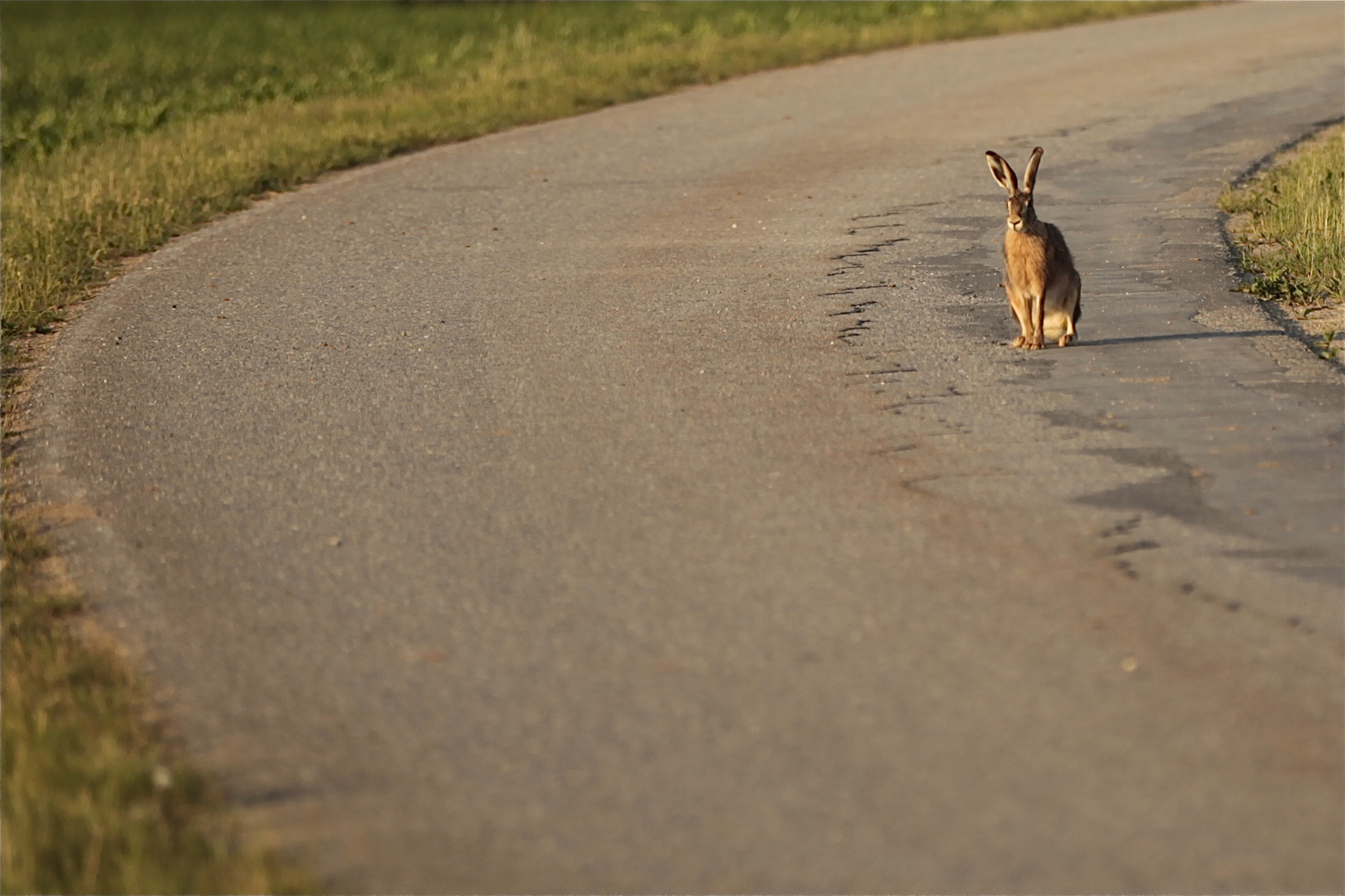 … und ihn hat der hund im visier gehabt!!!