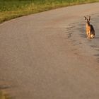 … und ihn hat der hund im visier gehabt!!!