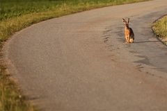 … und ihn hat der hund im visier gehabt!!!