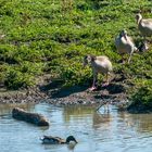 "UND IHR MEINT - HIER KÖNNEN WIR BADEN"?