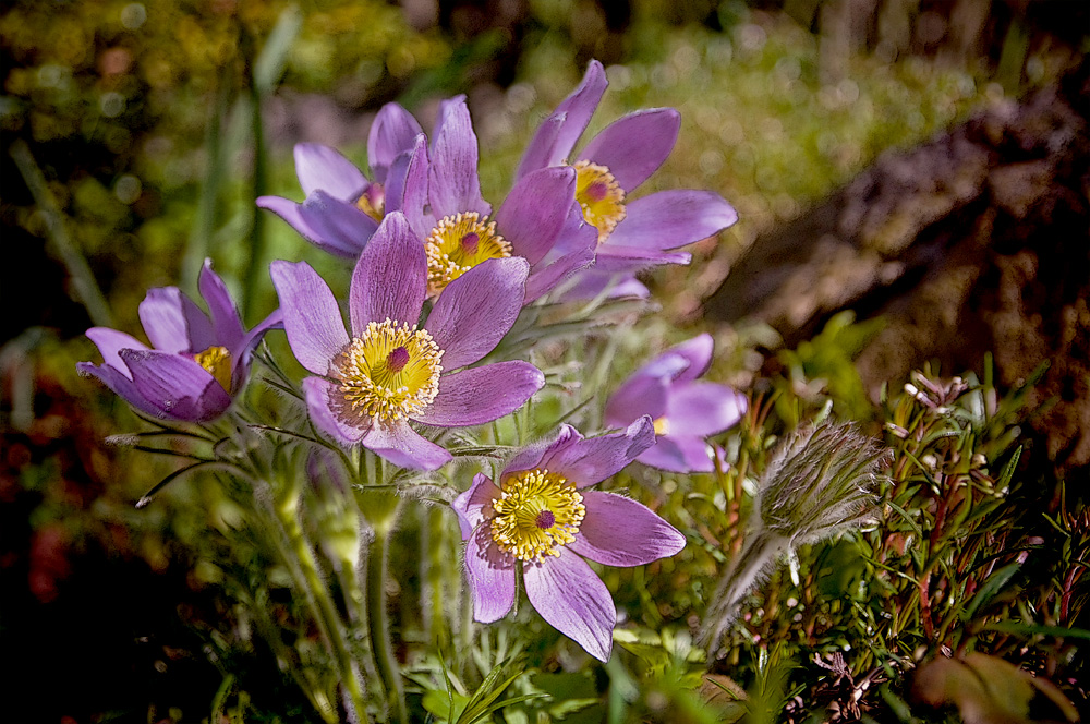 und im Garten blüht es überall ...