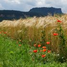 ...und im Hintergrund der Lilienstein