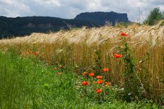 ...und im Hintergrund der Lilienstein