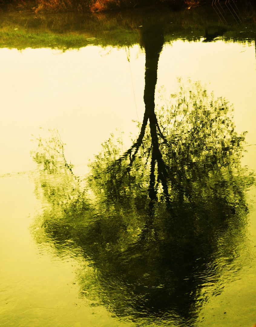 Und im Wasser spiegelt sich der Baum