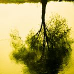 Und im Wasser spiegelt sich der Baum