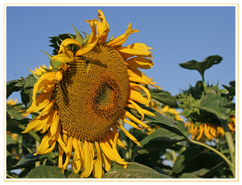 ...und immer, immer wieder geht die Sonne auf ...