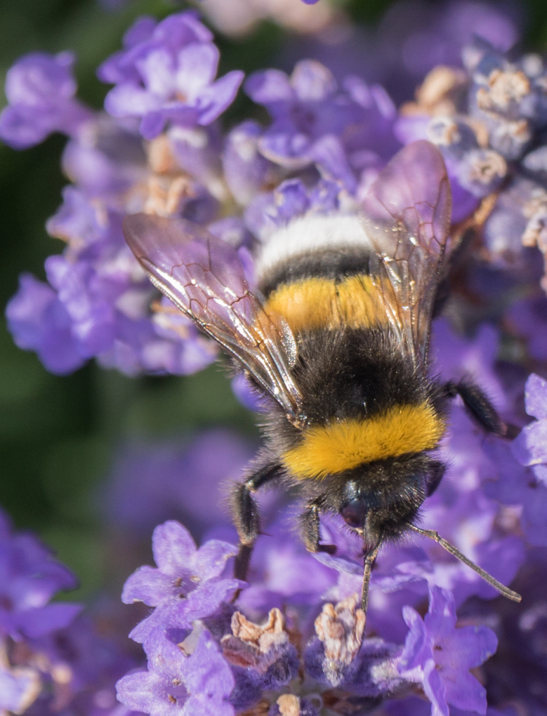 ...und immer lockt der Lavendel