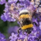 ...und immer lockt der Lavendel