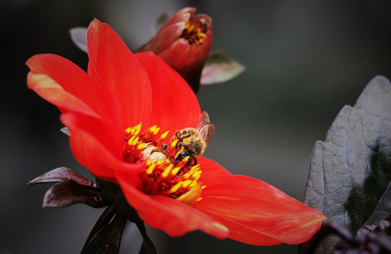 Und immer lockt die Blüte