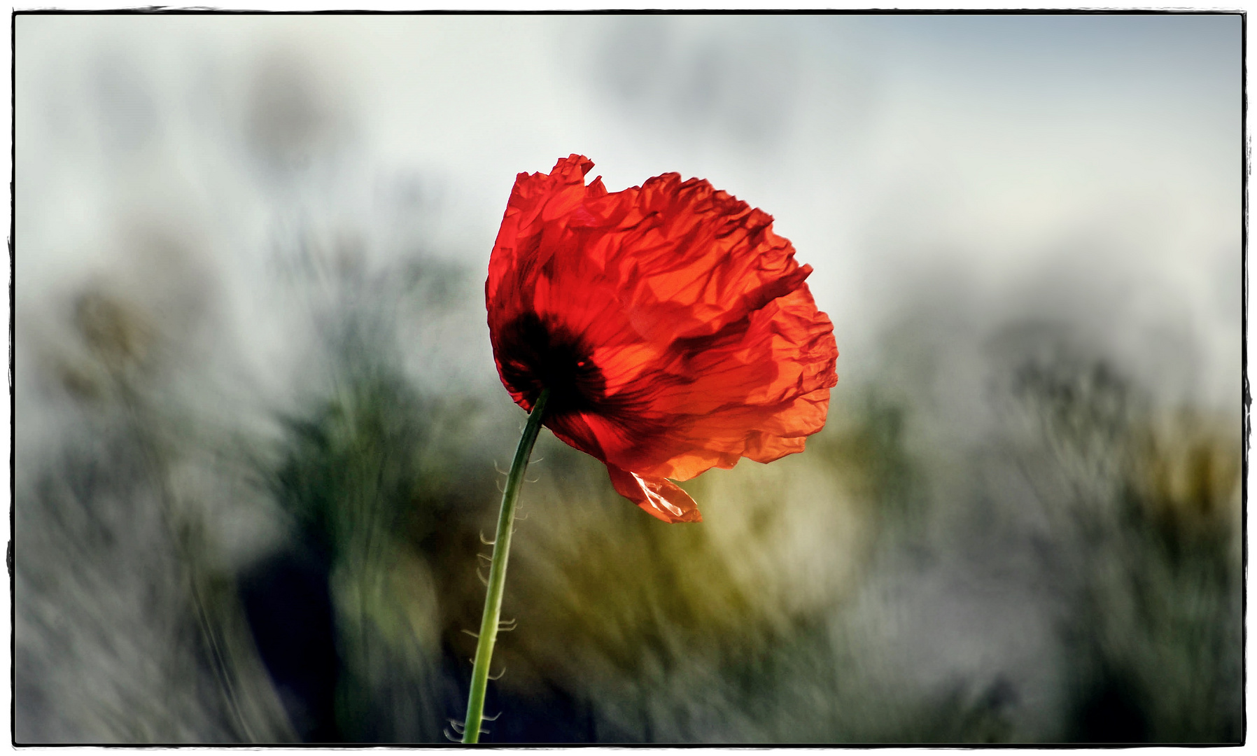 Und immer noch Mohn, was denn sonst!