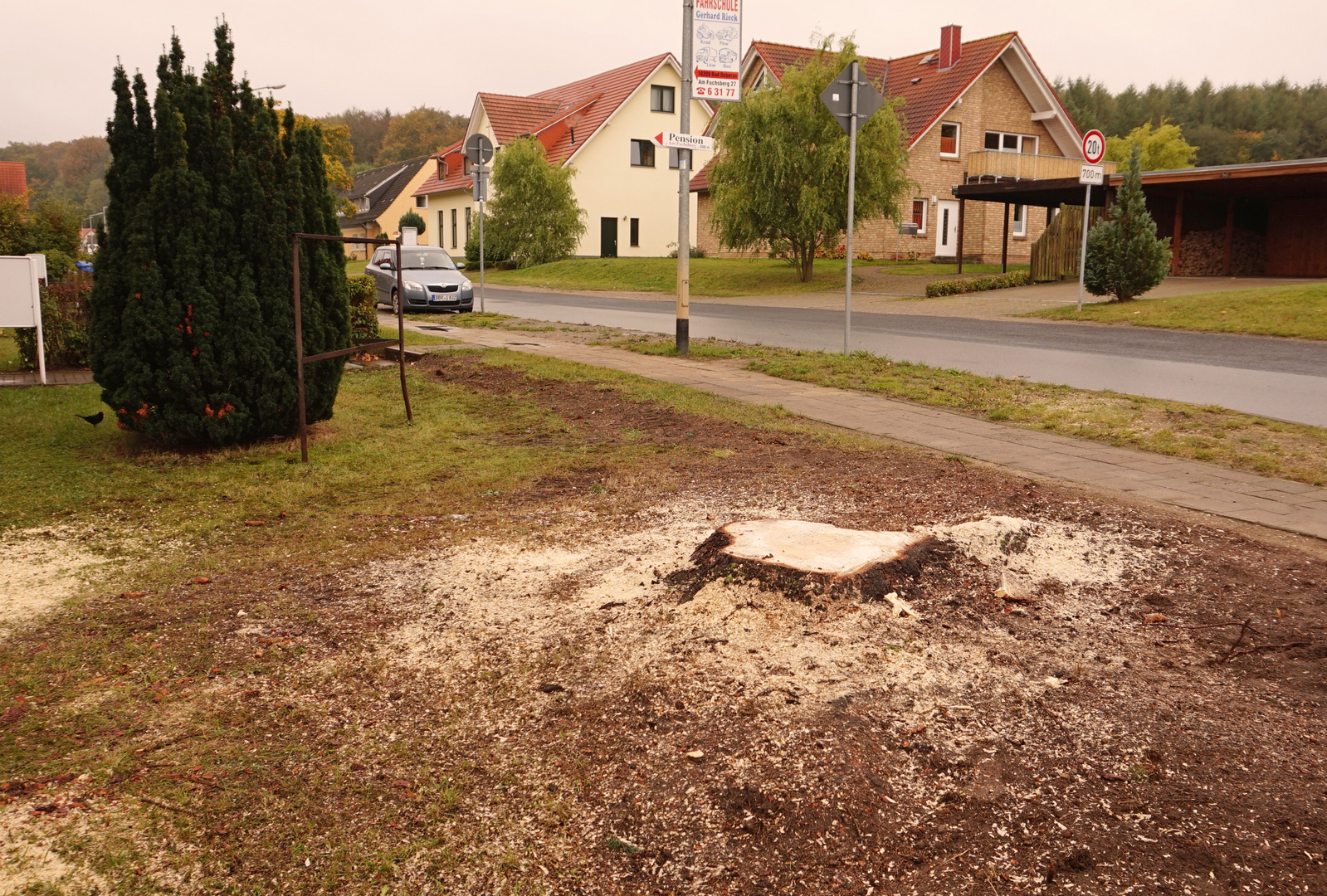 Und immer weg mit Blautannen