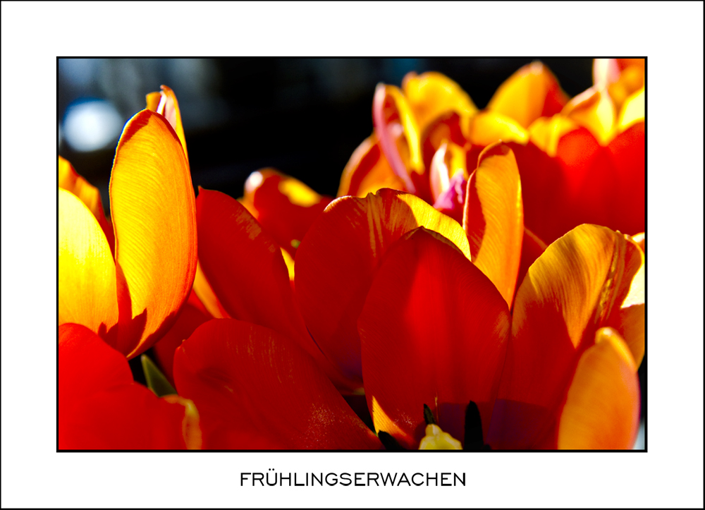 ... und immer wieder Blumen