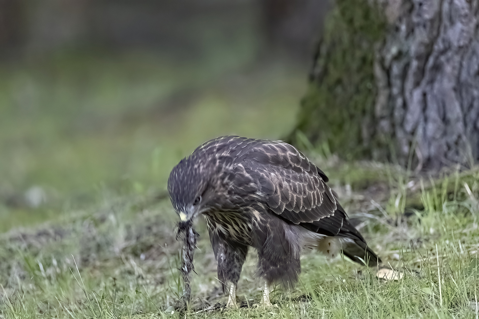 Und immer wieder der Bussard