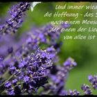 Und immer wieder die ............