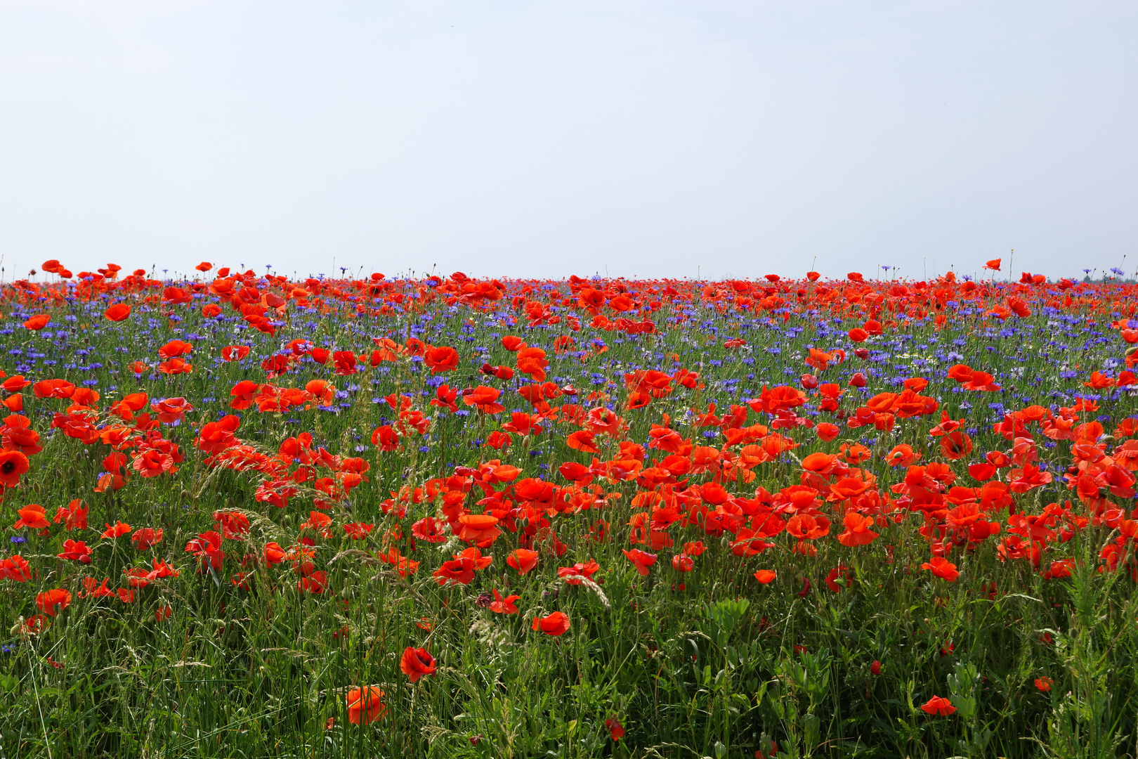 Und immer wieder dieser Mohn...