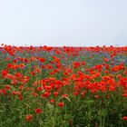 Und immer wieder dieser Mohn...