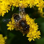 ... und immer wieder fleißige Bienchen