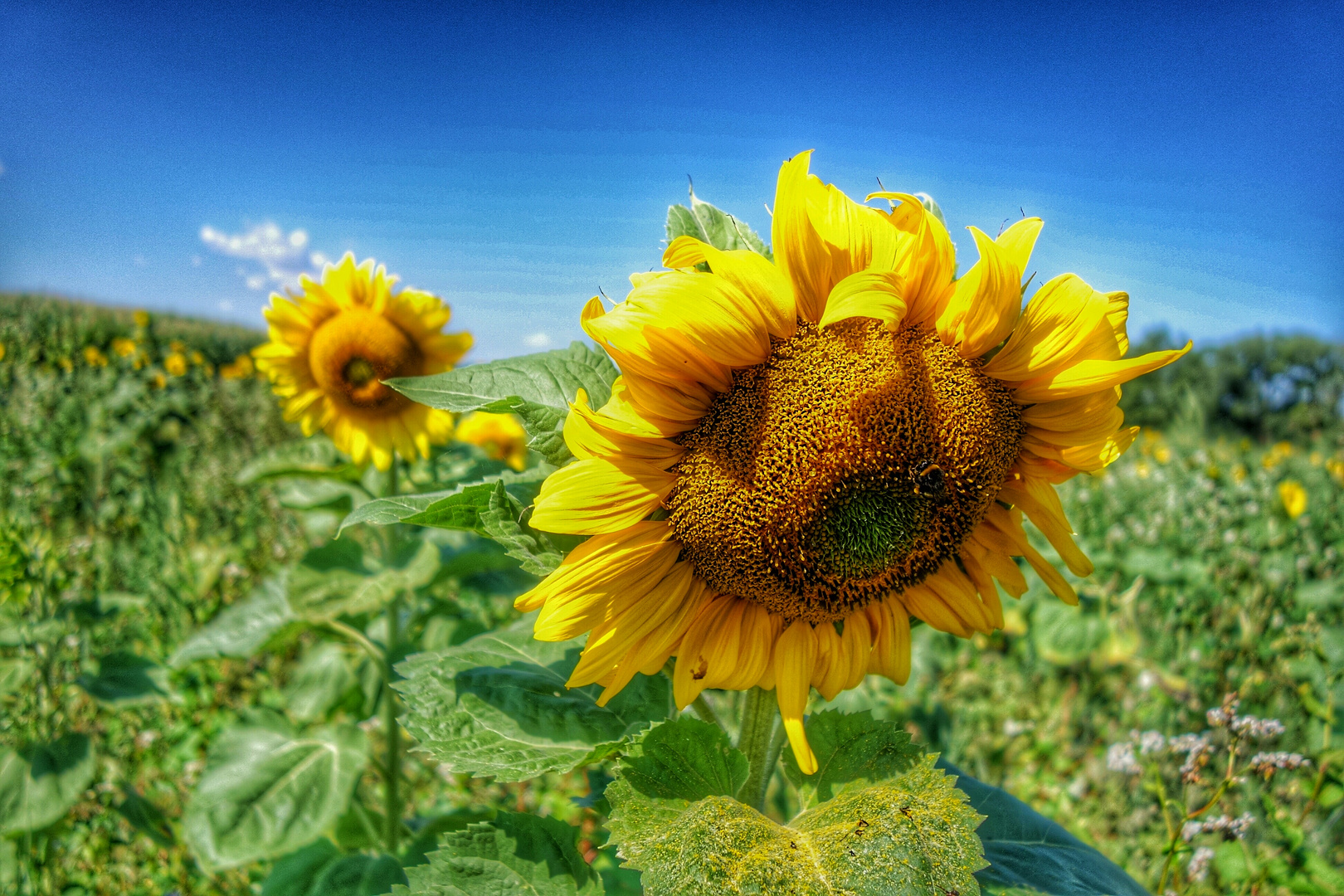 Und immer wieder geht die Sonne auf 2