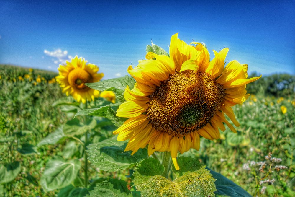 Und immer wieder geht die Sonne auf 2