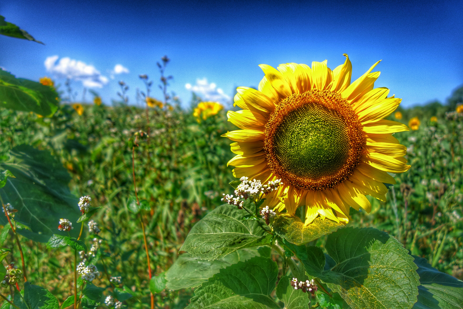 Und immer wieder geht die Sonne auf