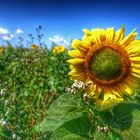 Und immer wieder geht die Sonne auf