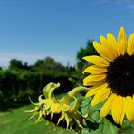 Und immer wieder geht die Sonne auf