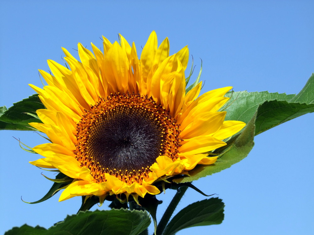 Und immer wieder geht die Sonne auf!