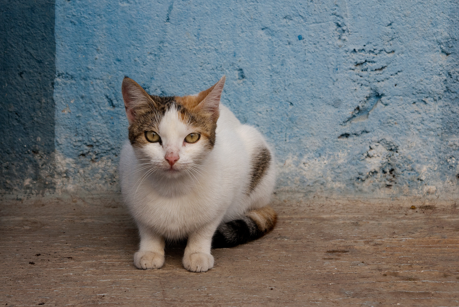 Und immer wieder Katzen, meist klein und scheu 1