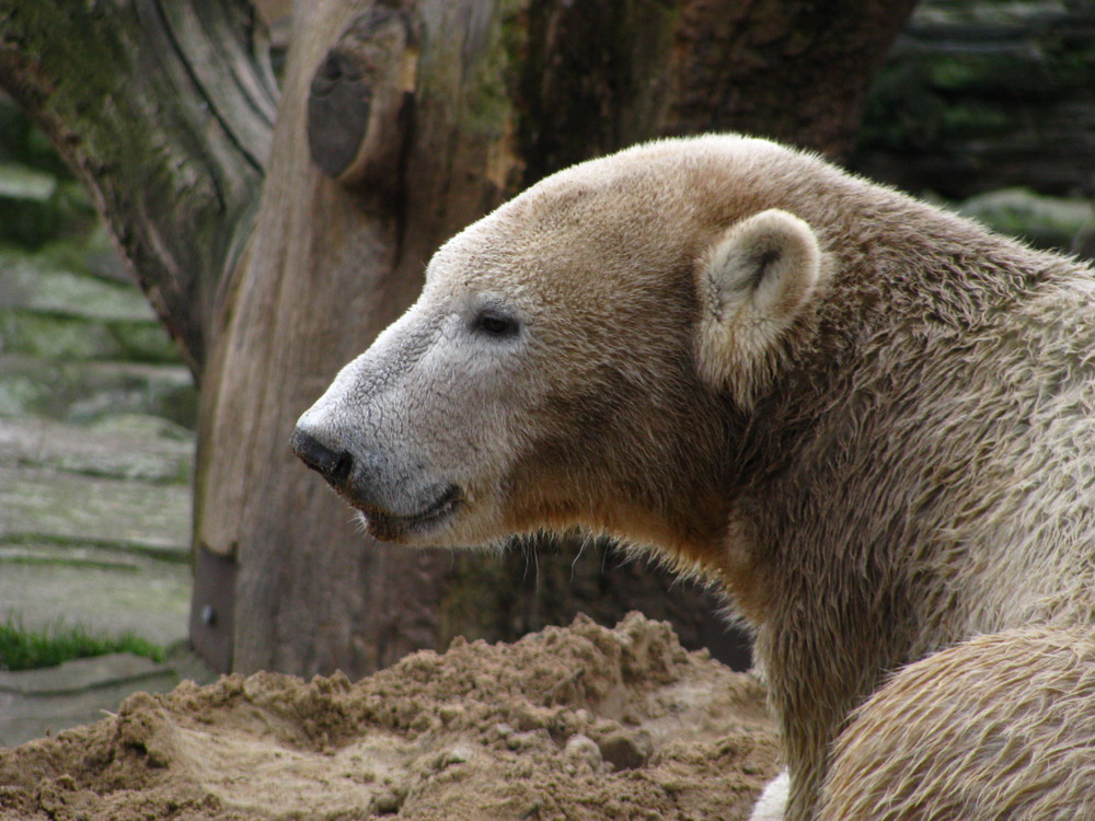 Und immer wieder Knut