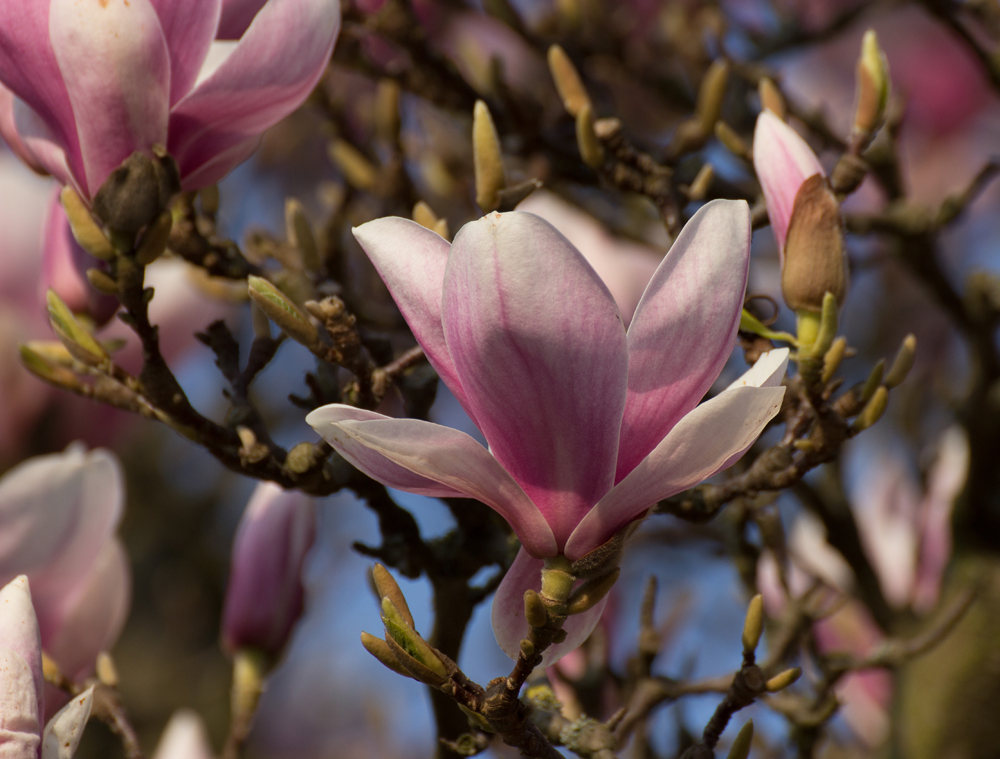 Und immer wieder Magnolien!